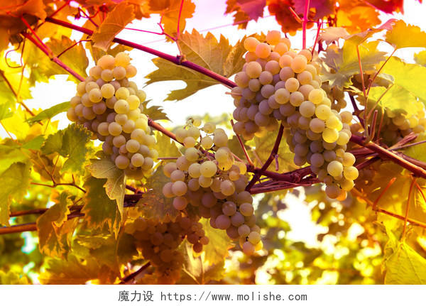 秋天葡萄树上的葡萄